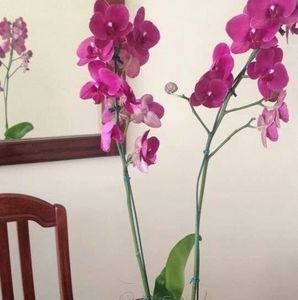 Meet your Posher, Arely